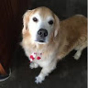 Meet your Posher, Hayley